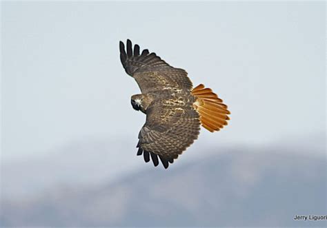 Hawk migration: HMANA.org | Red tailed hawk, Hawk bird, Pale male