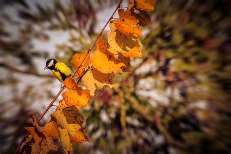 Free Images : tree, nature, branch, bird, plant, leaf, flower, wildlife ...