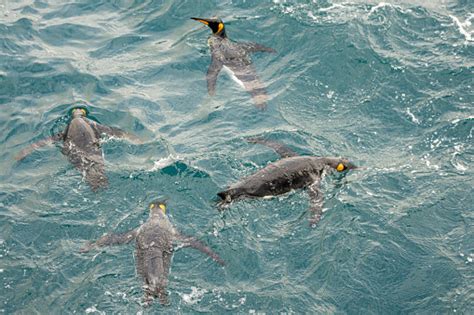 Swimming King Penguin In Water Stock Photo - Download Image Now - iStock