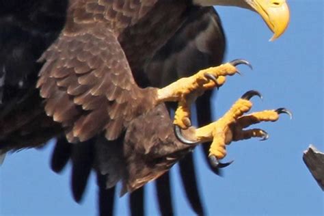 Eagle Talon Bird - image #11 | Bald eagle, Bird, Eagle