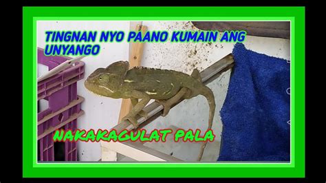 GANITO PALA GUMALAW AT KUMAIN ANG UNYANGO NG SAUDI by TatayPanday Tv - YouTube