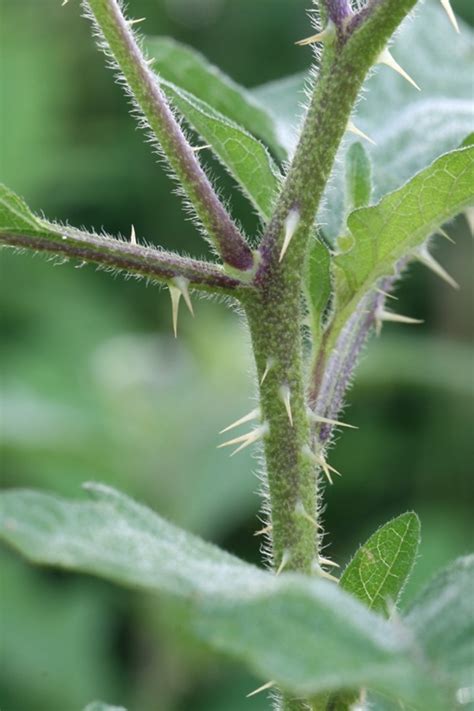 Solanum carolinense (Carolina nightshade): Go Botany