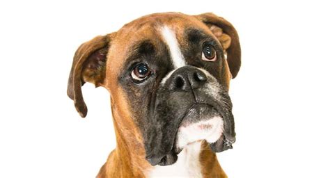 Fawn Boxer - How Well Do You Know Your Favorite Fawn Pup