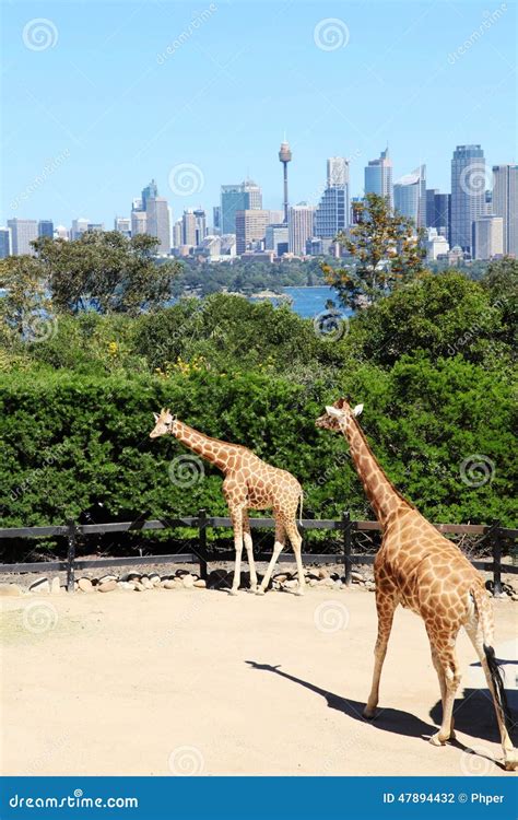 Two Giraffes @ Taronga Zoo Sydney Editorial Photography - Image of giraffes, opera: 47894432