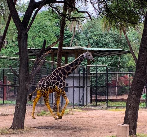 A Day at Nehru Zoological Park in Hyderabad (Updated 2022)