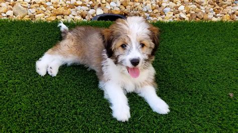 Sheltie Shih Tzu Mix Puppies For Sale - Shih Tzu Dog