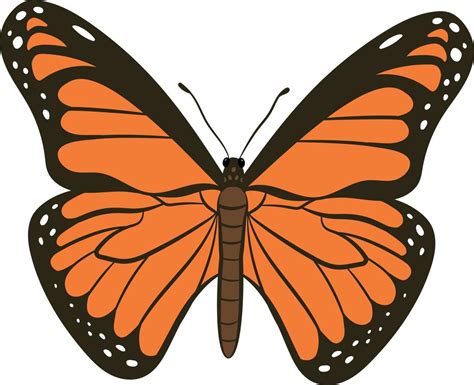 Butterfly top view 2d illustration 11505549 Vector Art at Vecteezy