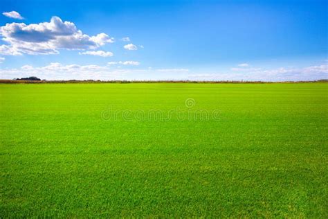 Grass Field landscape. Background image of lush grass field under blue sky , #ad, #Background, # ...