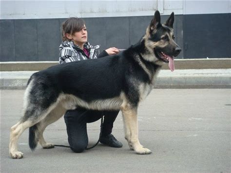 Anyone Know About East European Shepherds/VEO? : r/germanshepherds