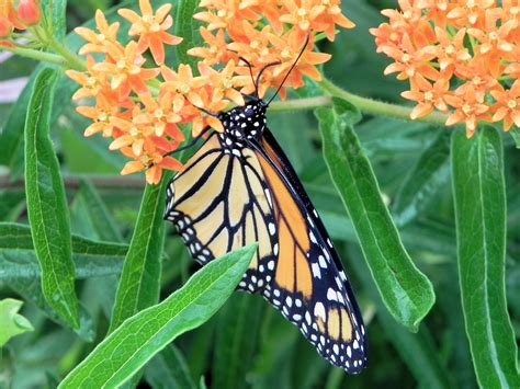 SEEDS ==20 Premium seeds -Asclepias tuberosa Butterfly Milkweed- Heirloom- Annual -Perennial ...