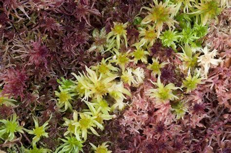 Sphagnum moss - Stock Image - C015/4442 - Science Photo Library