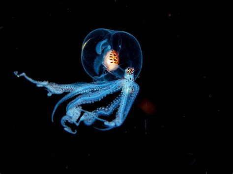 Mystery of deep-sea 'Octopus Garden' is solved