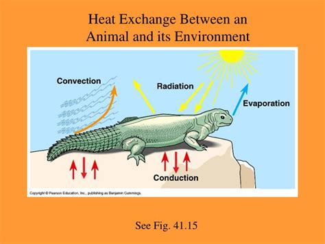 PPT - Thermoregulation PowerPoint Presentation - ID:250089