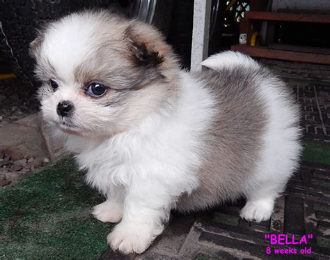 Pomeranian X Shih Tzu Full Grown - Pets Lovers