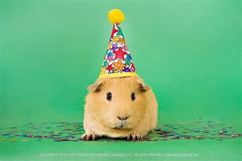 Happy Birthday wishes from guinea pig! #PartyHat Happy Animals, Cute ...