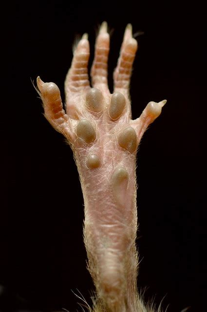 Front foot of a field rat | Front foot of a field rat. Par… | Flickr - Photo Sharing!