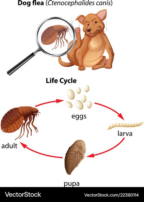 A life cycle of dog flea Royalty Free Vector Image