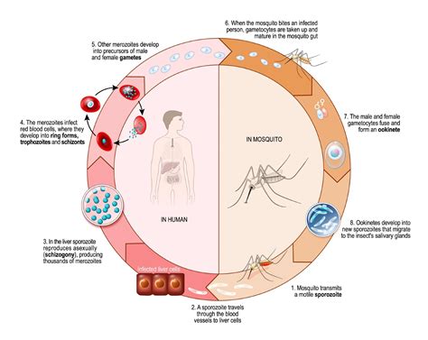 The Malaria Parasite Life Cycle