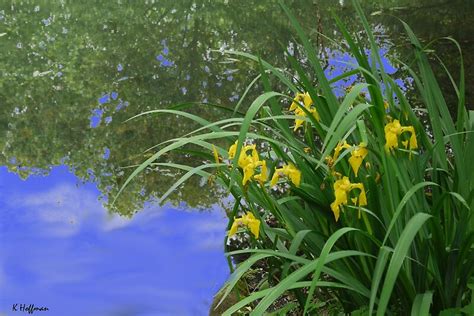 "Water Iris" by Kenneth Hoffman | Redbubble