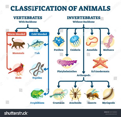 Invertebrates Animals Names