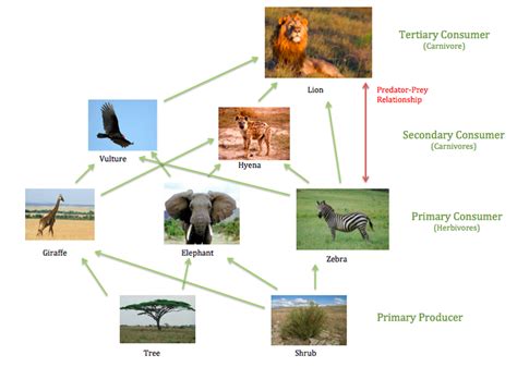 Savanna Food Web Diagram