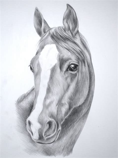 Horse Drawing Realistic at PaintingValley.com | Explore collection of ...