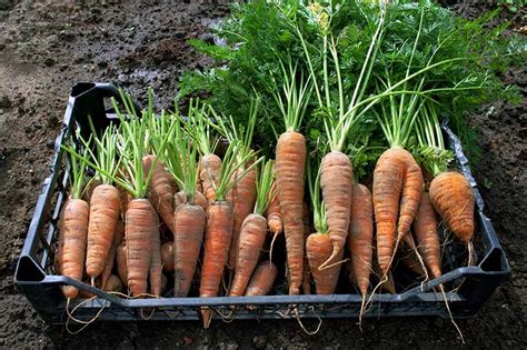 How to Harvest and Save Carrot Seeds | Gardener’s Path