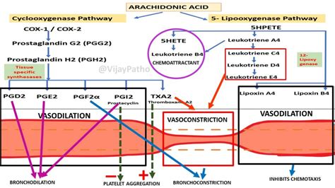 Chemical Mediators of Inflammation: ARACHIDONIC ACID METABOLITES - Pathology Made Simple