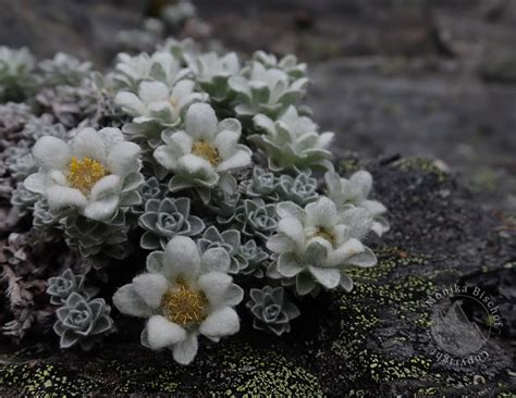 Alpine flowers in New Zealand