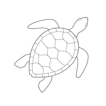 Simple Sea Turtle Drawing