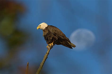 The Eagle Has Landed 9 Photograph by Steve Rich - Pixels