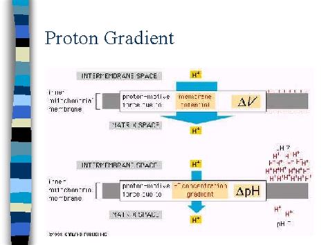 Proton Gradient