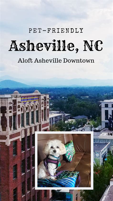 A Vacation for Dogs in Asheville, NC: Dogs Like the Aloft Asheville Downtown | Hines-Sight Blog