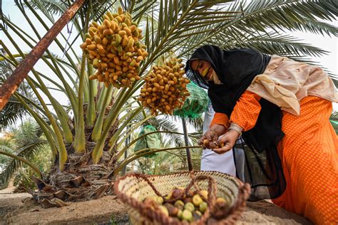 Gallery: Explore UAE's culture and heritage at Liwa Date Festival in Al ...