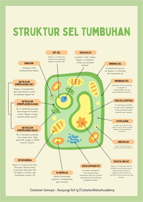 Struktur Sel Tumbuhan Dan Fungsinya Bakal Biji Ovulum Definition - IMAGESEE