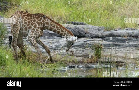 South african water birds Stock Videos & Footage - HD and 4K Video Clips - Alamy