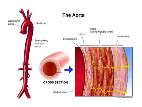 Aorta - JapaneseClass.jp