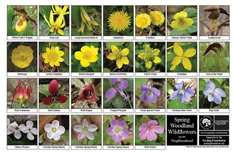 Biodiversity Identification Sheets: A fun way to learn what is out there! | The Arboretum ...