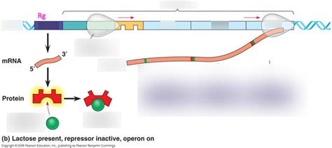 Lac Operon Diagram | Quizlet