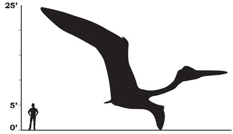 Pterosaur - Denali National Park & Preserve (U.S. National Park Service)