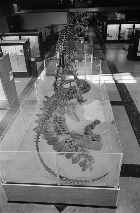 New Dinosaur Fossils join other exhibits at the University of Michigan Museum of Natural History ...