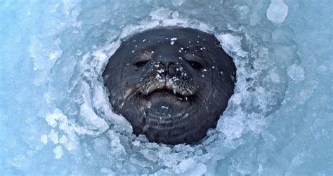 PsBattle: This seal emerging from the ice : photoshopbattles