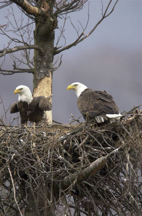 Record Number Of Bald Eagles Reported In Pa. | Limerick, PA Patch