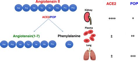 Ang II (Angiotensin II) Conversion to Angiotensin-(1-7) in the Circulation Is POP ...