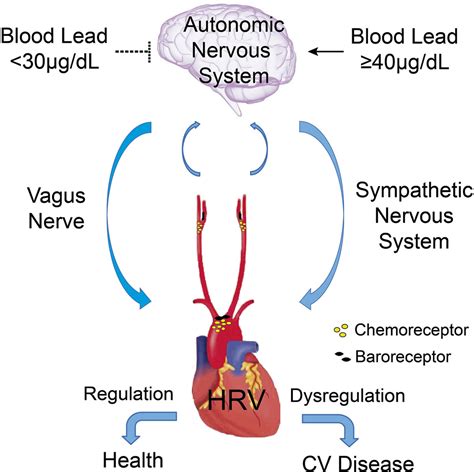 Autonomic Nervous System Precision Regulation - cruiseimage