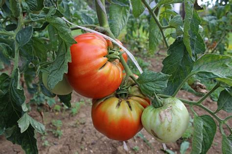 Hillbilly tomato: plant care & facts - Plantura