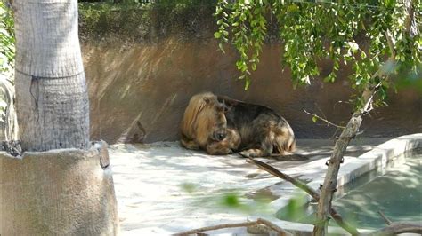 Takin LA Zoo Los Angeles California USA March 5, 2024 Conservation Animals - YouTube