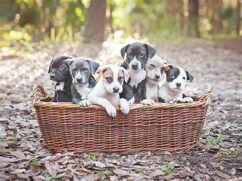 Puppies In Wooden Basket by Hillary Kladke