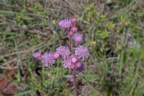 Pink Pom Pom Flowers And Buds Free Stock Photo - Public Domain Pictures