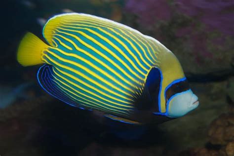 31 Colorful Fish - A List of Bright and Beautiful Species